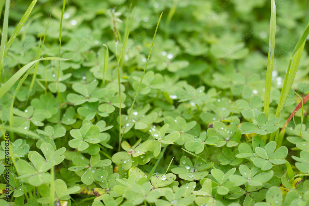 Fototapeta premium Lots of four-leaf clovers