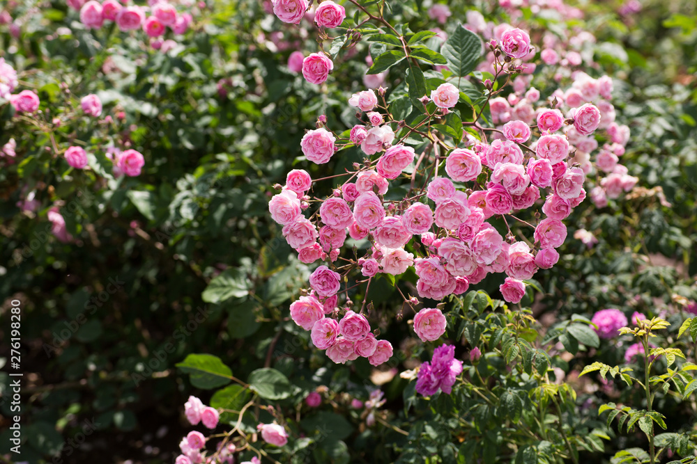 Üppige Rosa Röschen Zweig Garten Rosen Üppige Rosa Röschen Zweig Garten Rosen