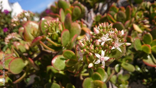 Succulent plant with white flower