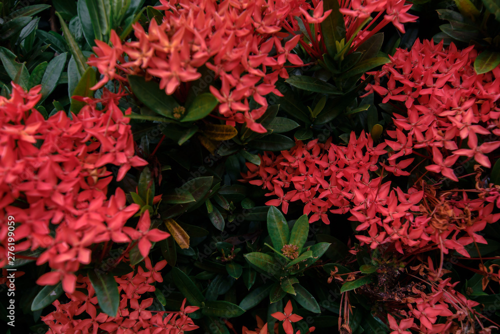 Red flower Nature background at phuket Thailand