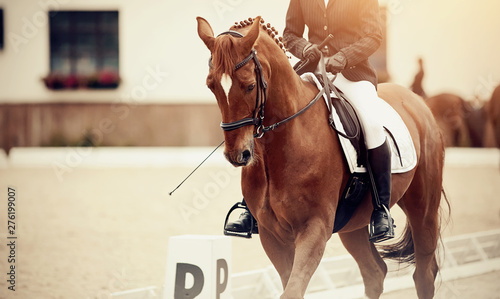 Equestrian sport. Portrait sports stallion iin the double bridle.
