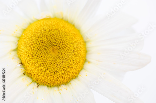 Close up of beauty a Daisy white flower with yellow pollen dirty on petal. Nature textture background or wallpaper.