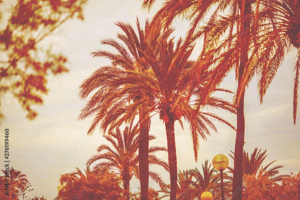 Palm trees and blue sky with filters