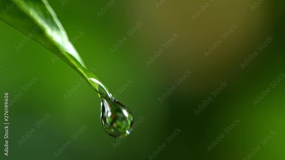Super Slow Motion Shot of Droplet Falling from Fresh Green Leaf at 1000fps.