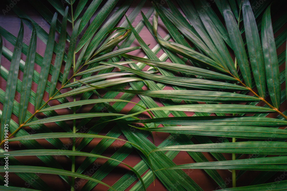 Obraz premium Creative layout made of green leaves. Nature background at phuket Thailand