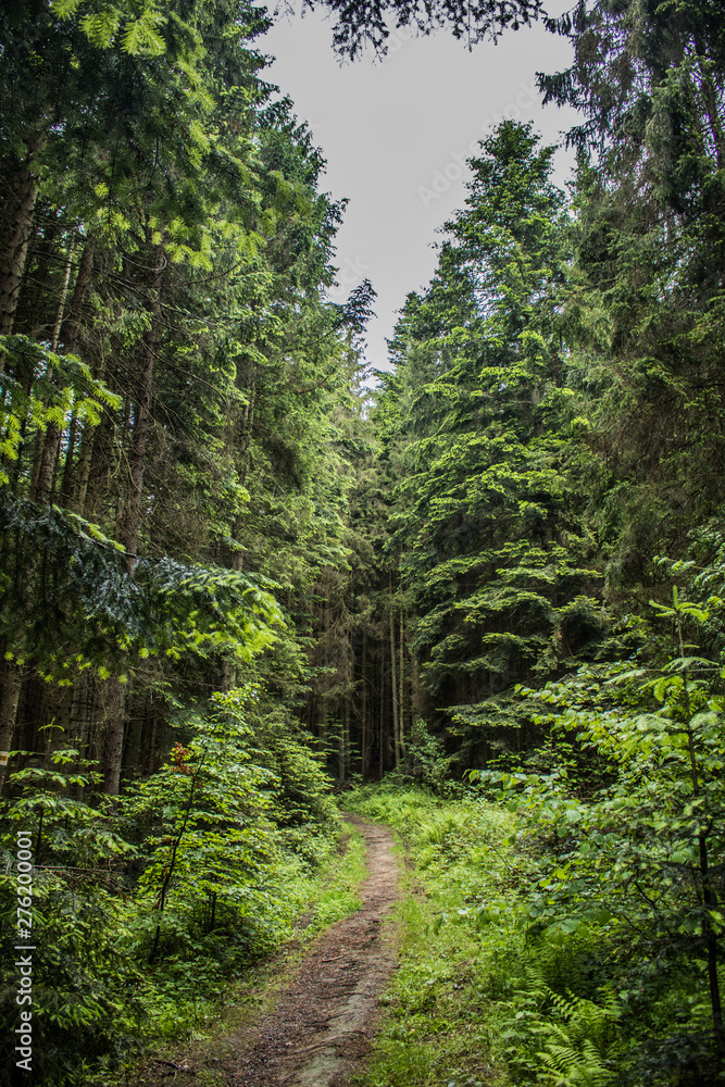 trees in the forest