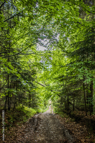 path in the forest