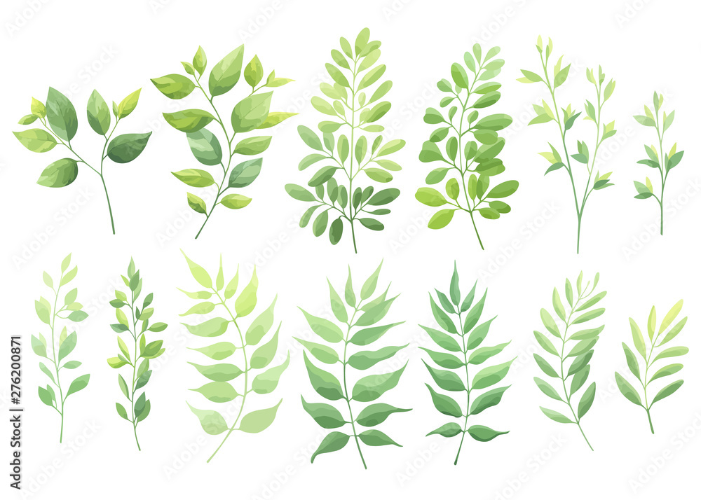 Green leaves set isolated on white background. Vector illustration.