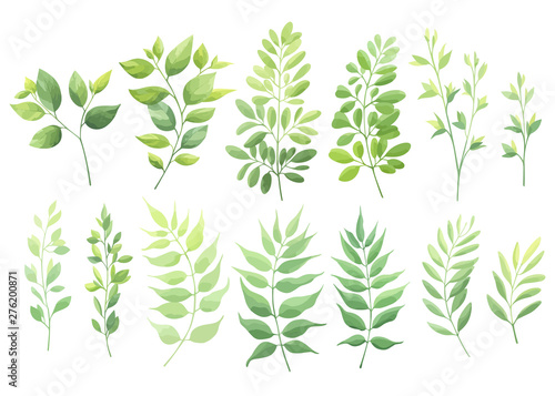 Green leaves set isolated on white background. Vector illustration.