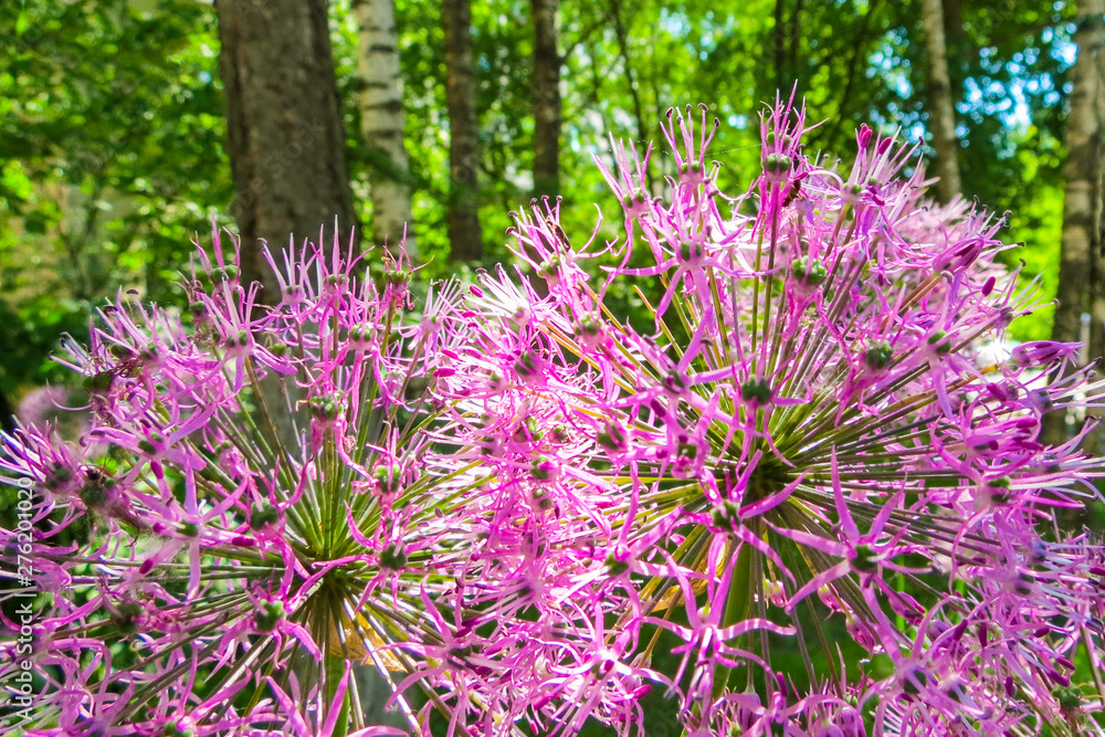 Obraz premium Large blooming garlic flowers in the city garden in the sunny day, garlic violet flowers, onion. Allium sativum closeup
