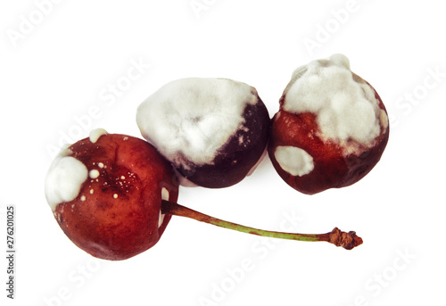 Rotten sweet cherry from the fridge, spoiled fruits. Isolated on white background. Moldy red berry. Drops of condensation on the skin. Food poisoning.