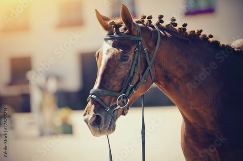 Equestrian sport. Portrait sports stallion iin the bridle. © Azaliya (Elya Vatel)