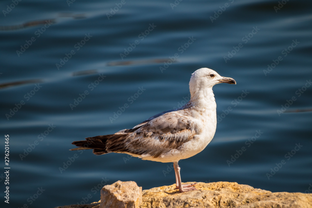 Seagull standing on the rock by the sea. Black sea in Constanta, Romania. Seagull standing on the rock by the sea. Black sea in Constanta, Romania.