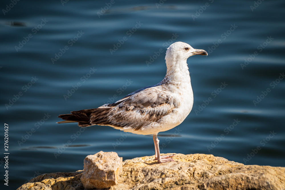 Seagull standing on the rock by the sea. Black sea in Constanta, Romania. Seagull standing on the rock by the sea. Black sea in Constanta, Romania.