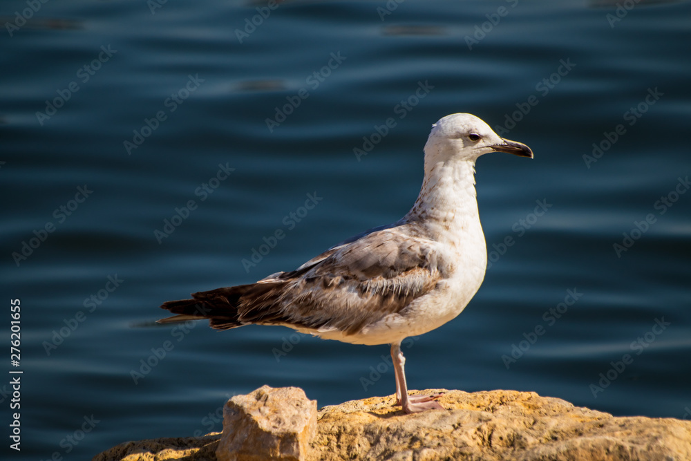 Seagull standing on the rock by the sea. Black sea in Constanta, Romania. Seagull standing on the rock by the sea. Black sea in Constanta, Romania.