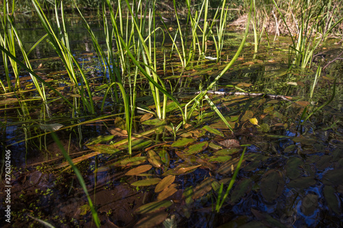 Swamp land in washington state