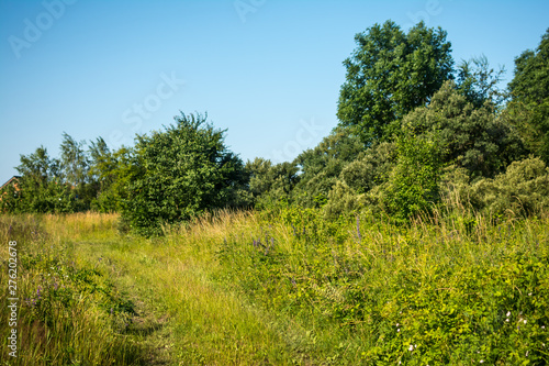 edge of the forest field road