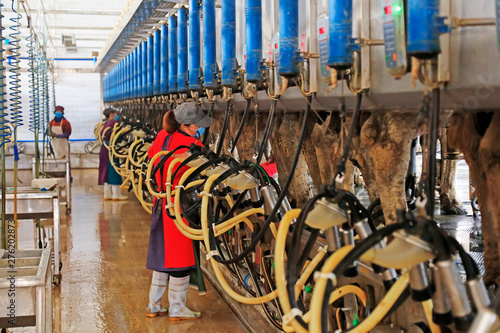 workers install automatic milking machines for cows in a cattle farm  Luannan County  Hebei Province  China