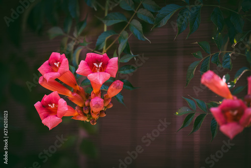 Beautiful garden creeper with orange-red flower, Tecoma capensis, common name Cape honeysuckle photo