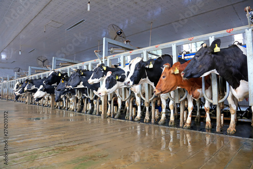 Milking parlor in dairy farm photo