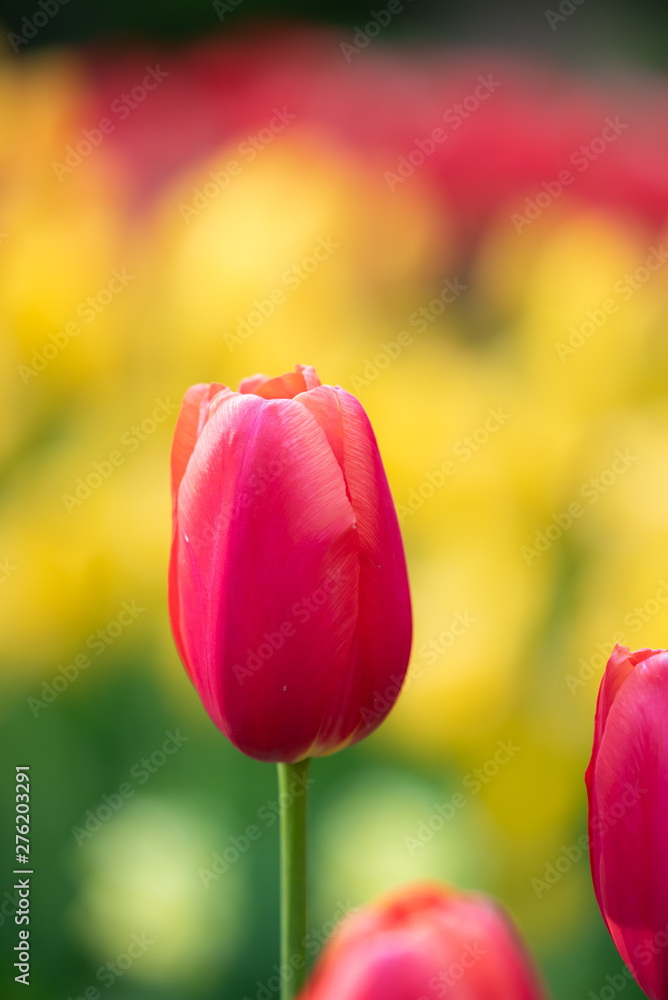 Isolated tulip flower on soft defocused background of more colorful blooms.  Beautiful blooms from low angle. Beautiful spring day with blue sky and white clouds. Unique perspective. 