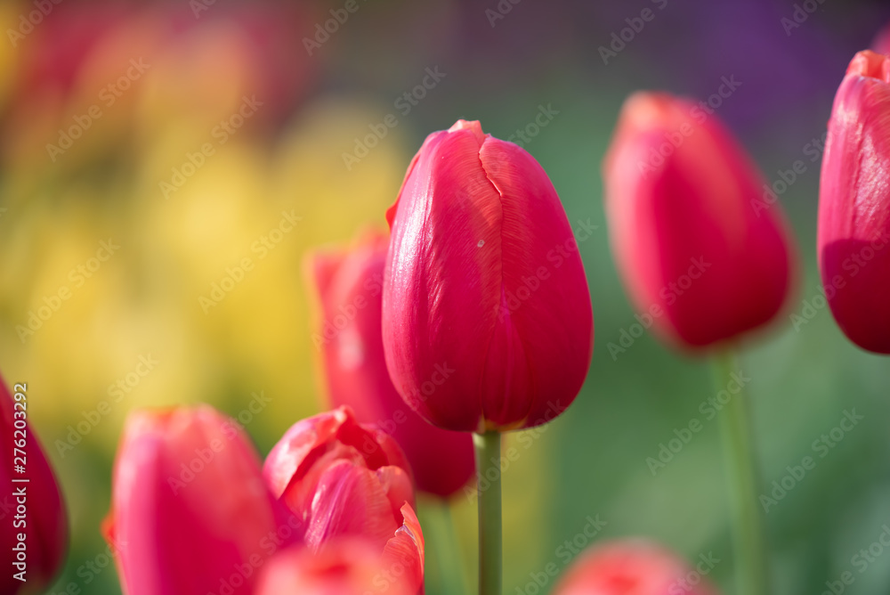 Isolated tulip flower on soft defocused background of more colorful blooms. Beautiful blooms from low angle. Beautiful spring day with blue sky and white clouds. Unique perspective. Isolated tulip flower on soft defocused background of more colorful blooms. Beautiful blooms from low angle. Beautiful spring day with blue sky and white clouds. Unique perspective.