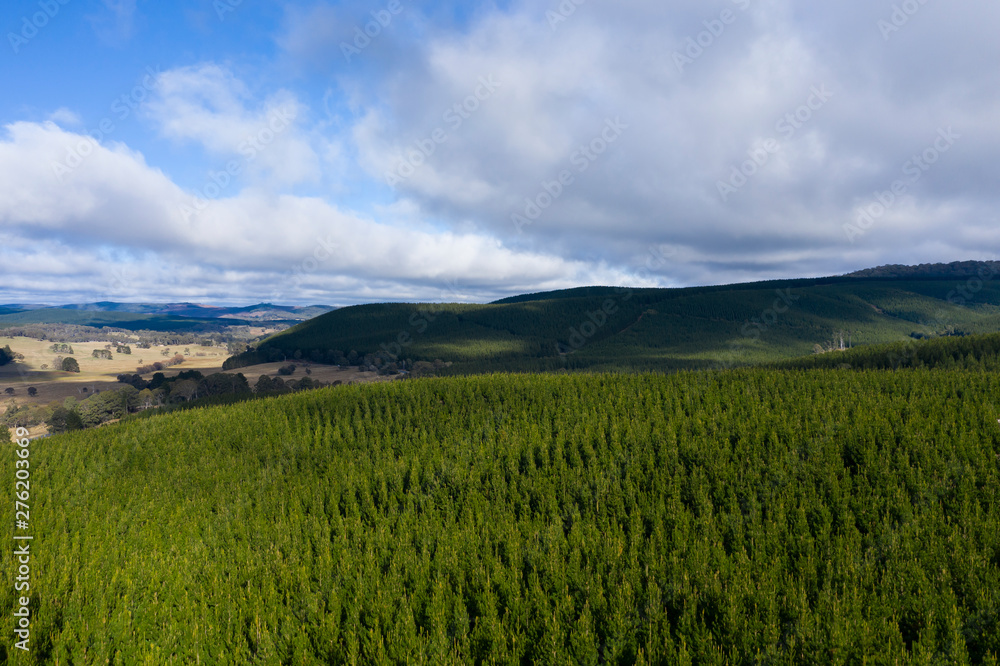 A pine forest under a cloudy blue sky