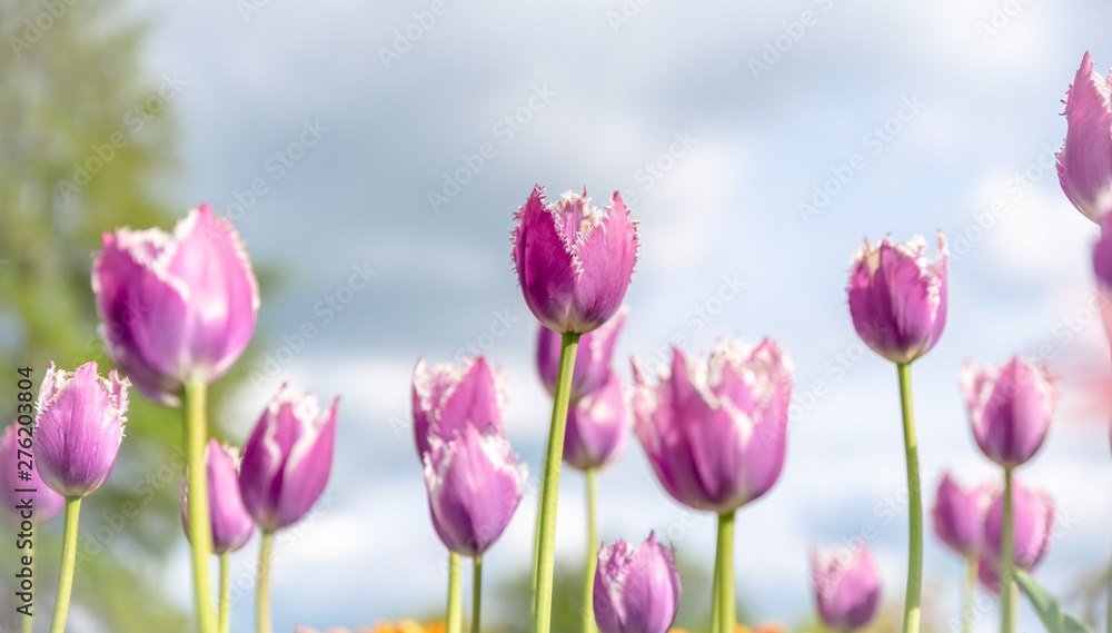 Obraz premium Tulip field. Beautiful fancy frills, blooms from low angle. Beautiful spring day with blue sky and white clouds. Unique perspective. 