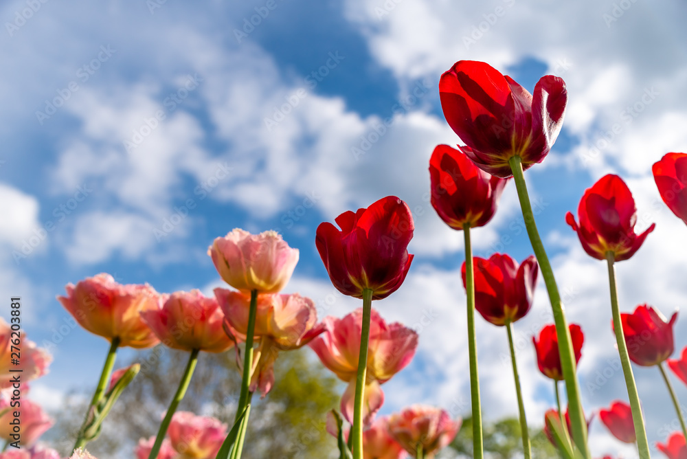 Tulip field. Beautiful blooms from low angle. Beautiful spring day with blue sky and white clouds. 