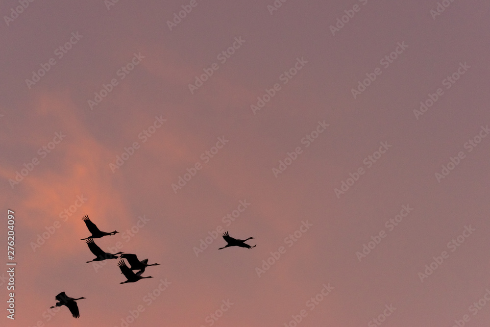Kraniche fliegen am Himmel im Sonnenuntergang