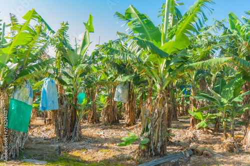 Banana plantation in Australia
