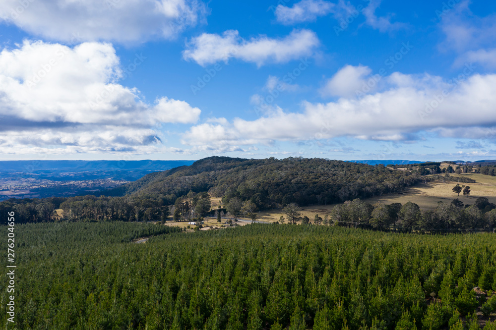 Obraz premium A pine forest under a cloudy blue sky