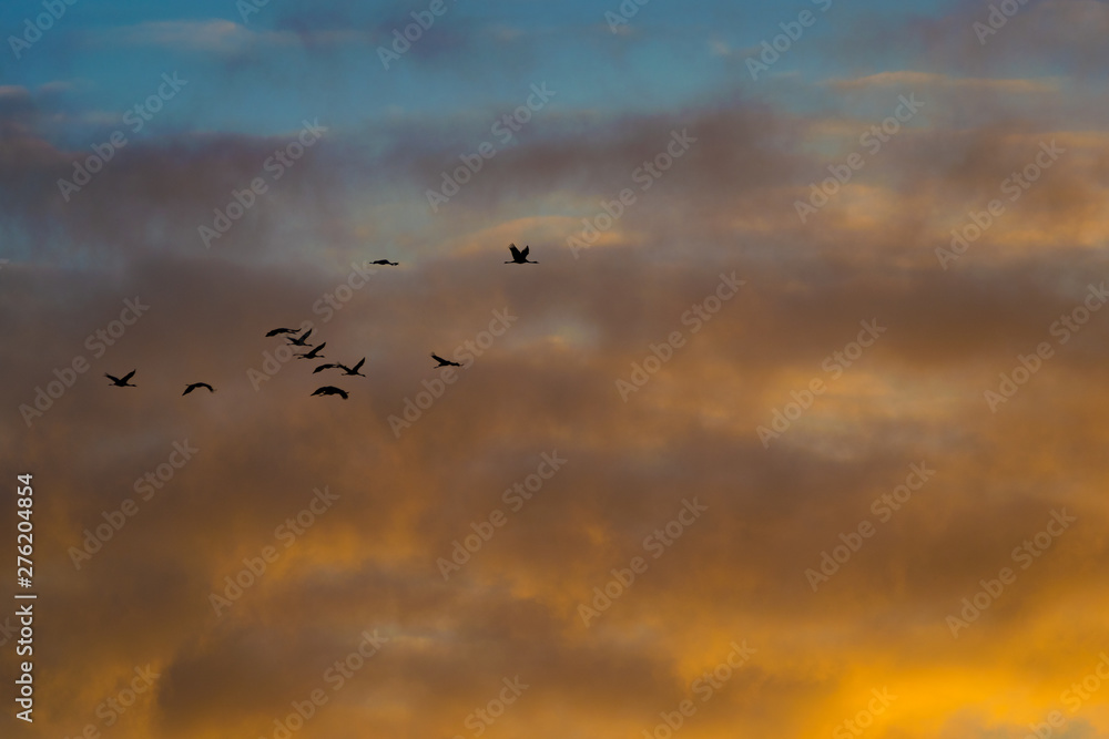 Kraniche fliegen am Himmel im Sonnenuntergang