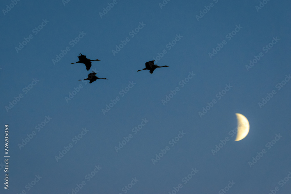 Obraz premium Kraniche mit Mond vor Himmel