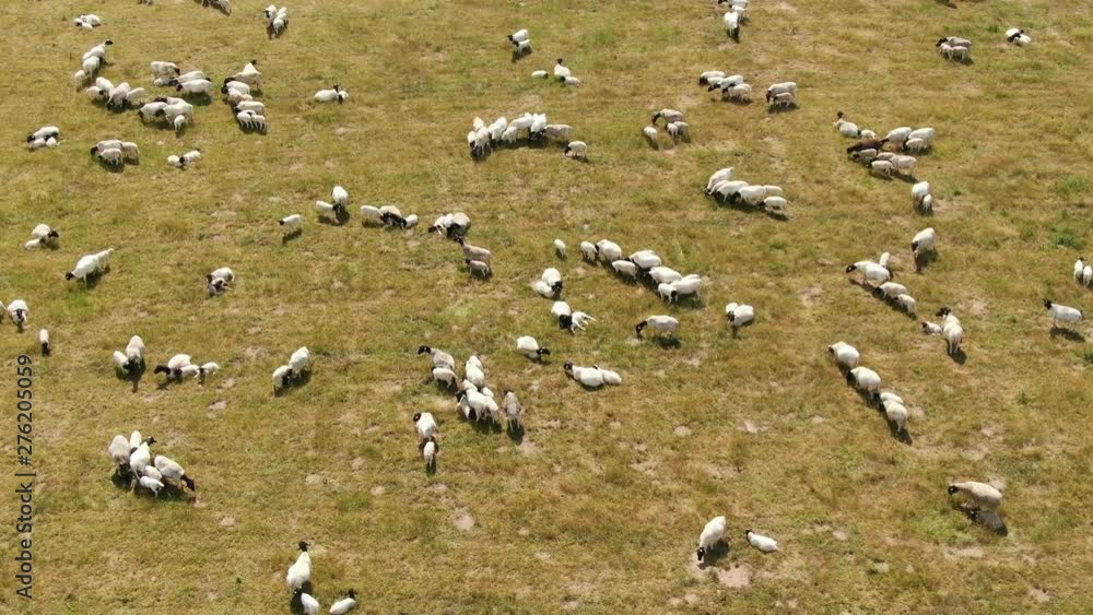 aerial view of a herd of blackhead persian sheeps - black headed sheeps with lambs on a green field aerial view of a herd of blackhead persian sheeps - black headed sheeps with lambs on a green field
