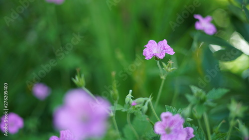 Pink flower in garden