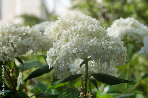 фотографія White  hydrangea  with  green  leaves
