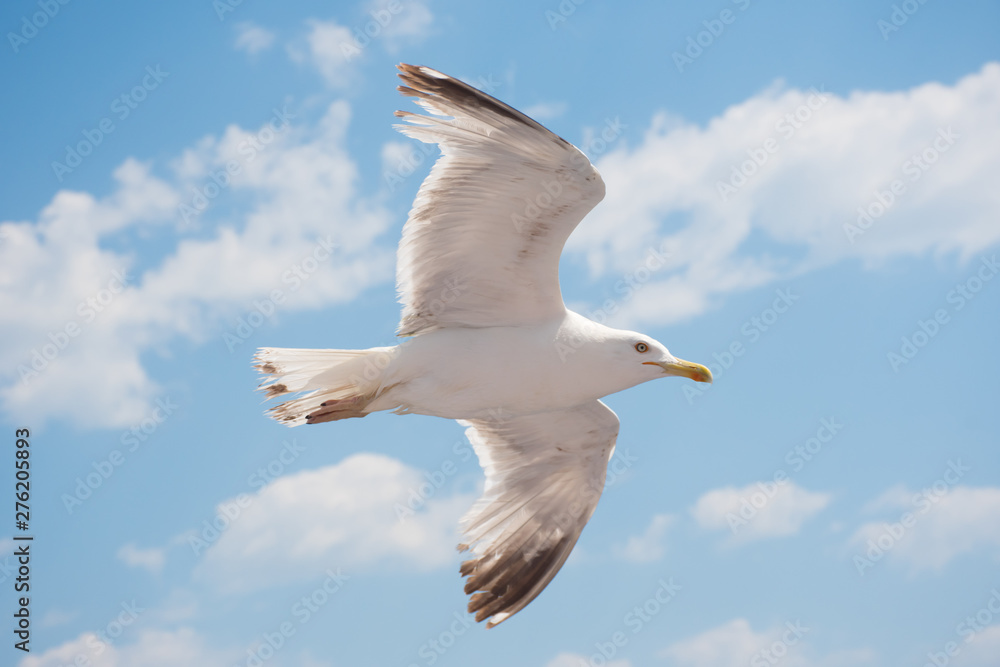 Fototapeta premium Gulls in the sky over Keramoti, Kavala, Greece