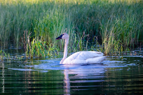 trumpeter swan in small pond, low light with ripples reflecting in water.  photo