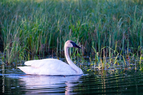 trumpeter swan in small pond, low light with ripples reflecting in water.  photo