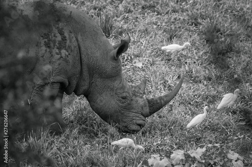 Southern white rhinoceros in Kruger National park  South Africa