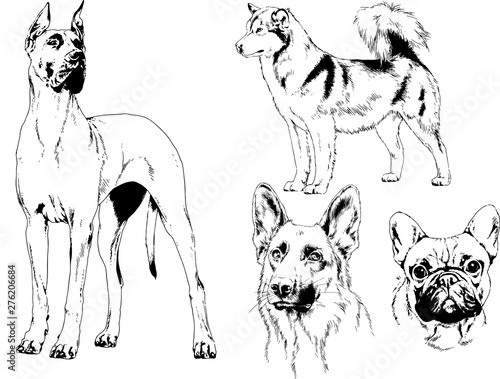 vector drawings sketches pedigree dogs in the racks drawn in ink by hand , objects with no background	