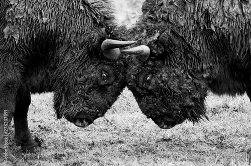 two hearts beat as one