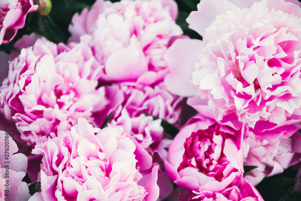 Fresh bright blooming peonies flowers. Bouquet of pink peony background.