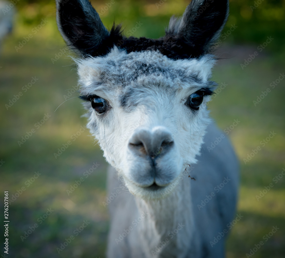 alpaca portrait. one black and white curious animal with dark long eyelashes. 