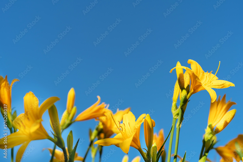 Beautiful yellow lily hemerocallis blossoms in warm evening sunset light of summer garden against blue sky. Beautiful yellow lily hemerocallis blossoms in warm evening sunset light of summer garden against blue sky.