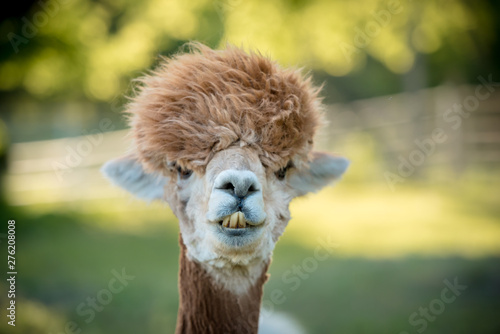 portrait of a alpaca, isolated face. cute funny expression photo