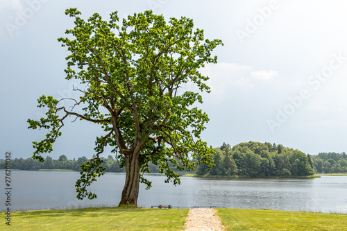 Big oak tree standing at the lake Jumurda in Latvia