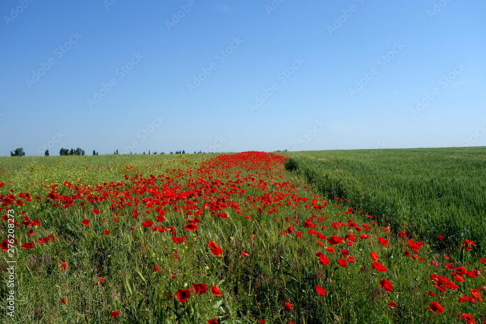 Wheat guarded by poppies