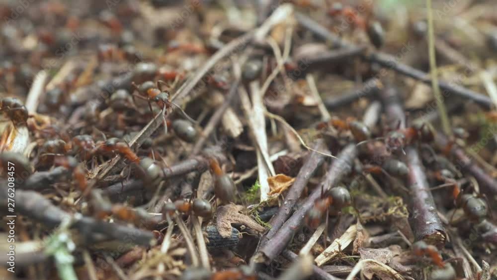 Life of small insects. Ants scurrying around and work in your home. Life of small insects. Ants scurrying around and work in your home.